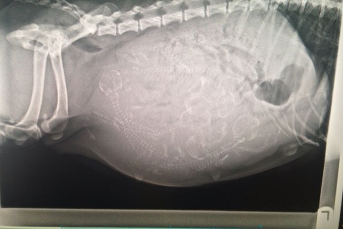 X-Ray Of A Pregnant Dog