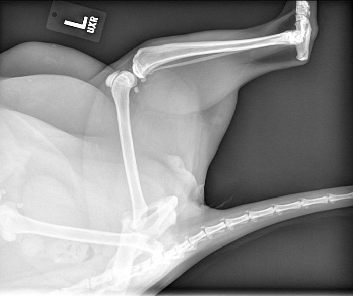 How Fat My Cat Looks In His X-Ray