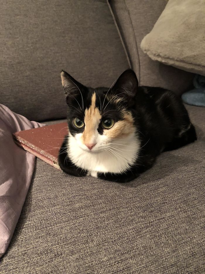 My Cat’s Facial Colouring Looks Like A Hand Flipping You Off