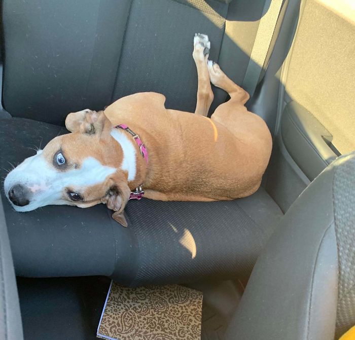 Funny-Dogs-Riding-Cars-Pics