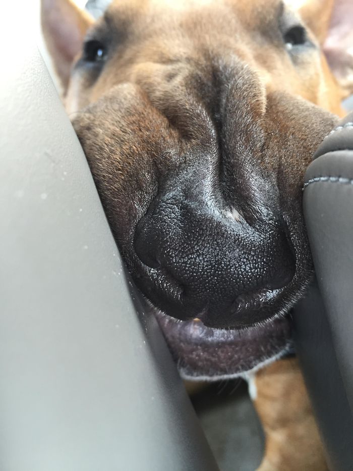 Funny-Dogs-Riding-Cars-Pics