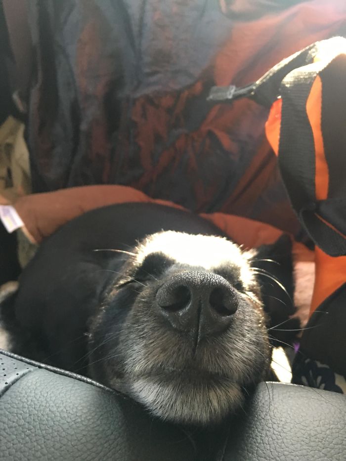 Funny-Dogs-Riding-Cars-Pics