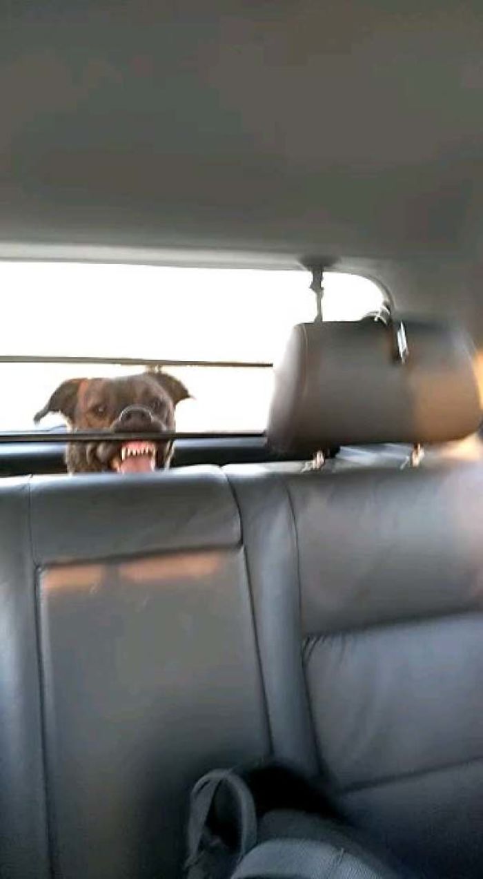 Funny-Dogs-Riding-Cars-Pics