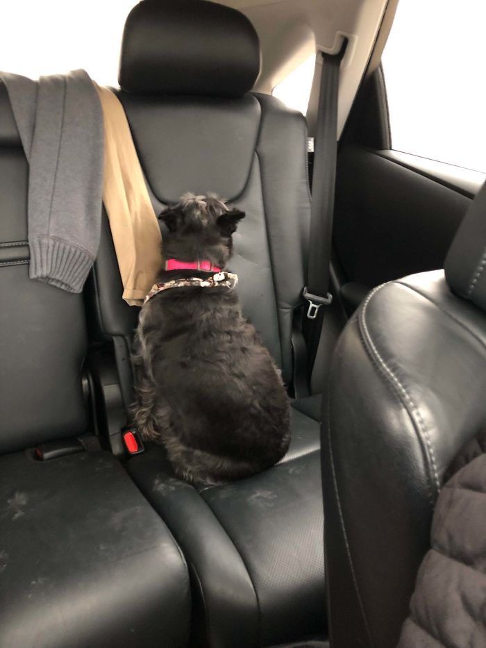 Funny-Dogs-Riding-Cars-Pics