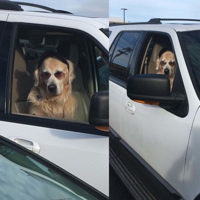 Funny-Dogs-Riding-Cars-Pics