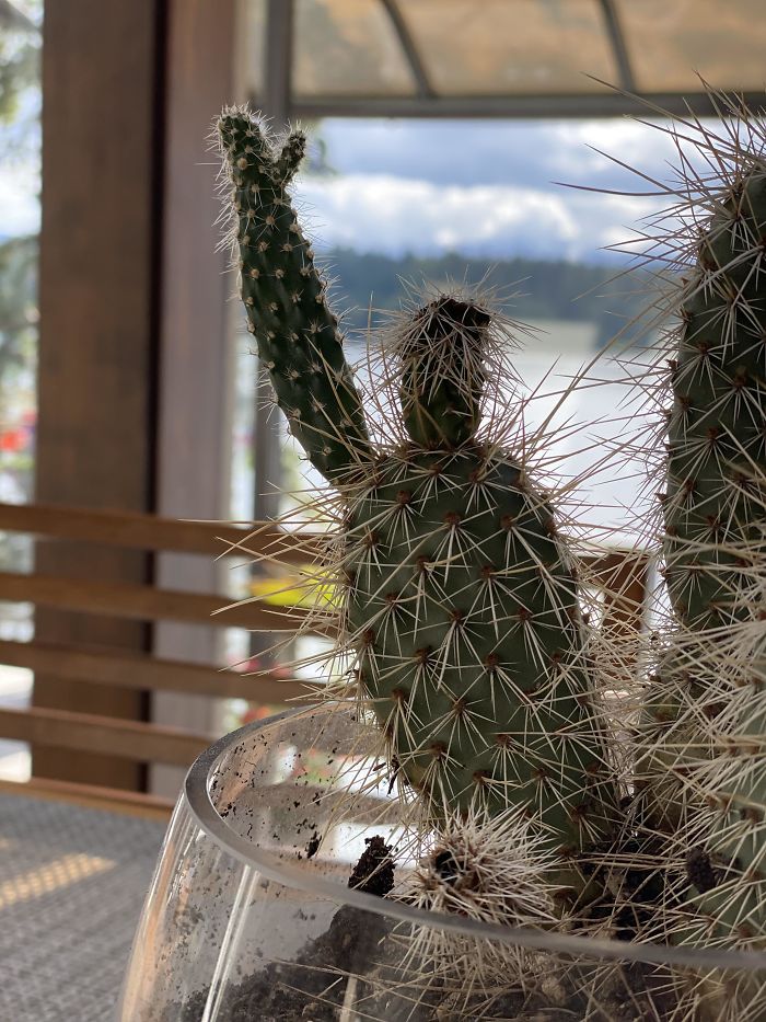 My Parents’ Cactus Looks Like A Person Waving