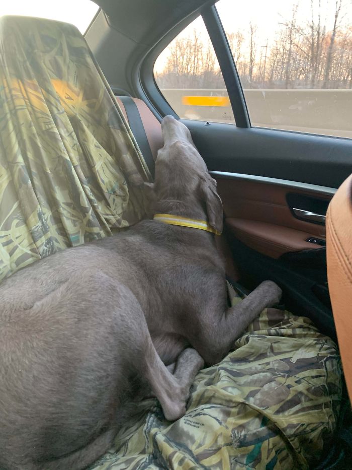 Funny-Dogs-Riding-Cars-Pics