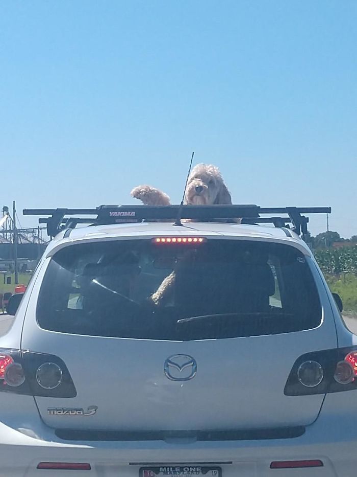 Funny-Dogs-Riding-Cars-Pics