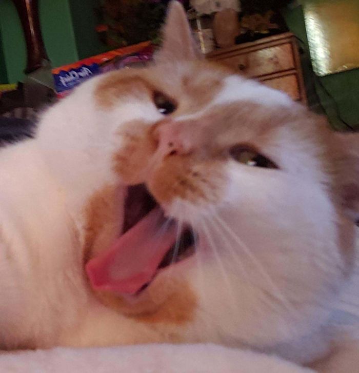 19 Pics Of Oliver Yawning, And One Of Him Winking