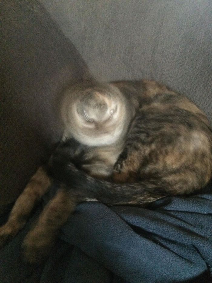 Wanted Cute Picture. Got Demon