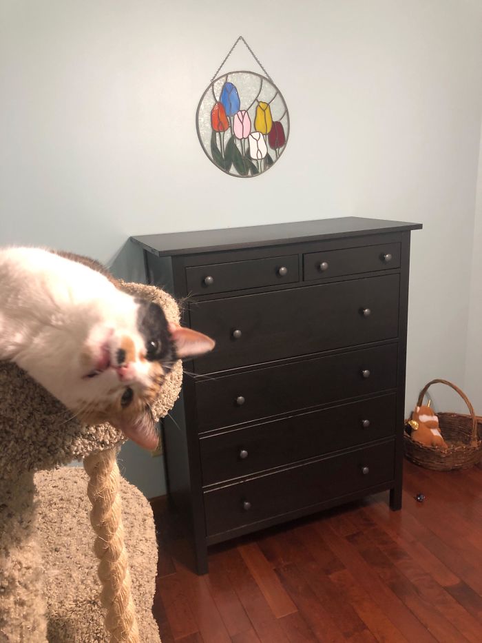 Strange Photobomb Cat!