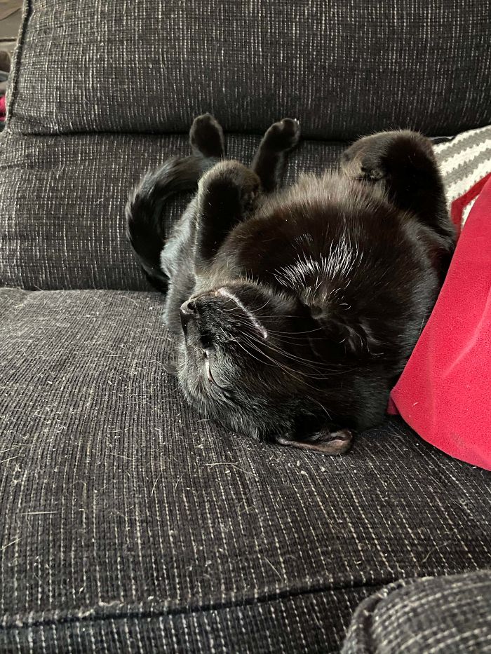 Someone Let The Air Out Of My Mini-Panther