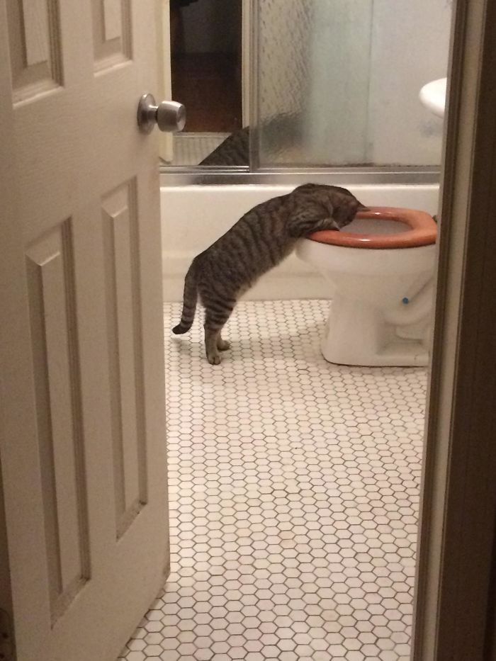 His Favorite Toy In The House