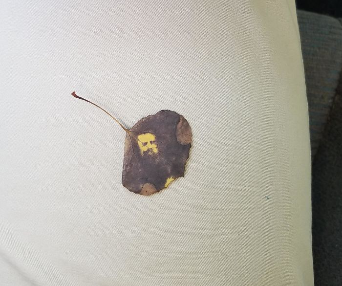 This Leaf I Found That Looks Like A 1800s Portrait Of A Man With A Beard