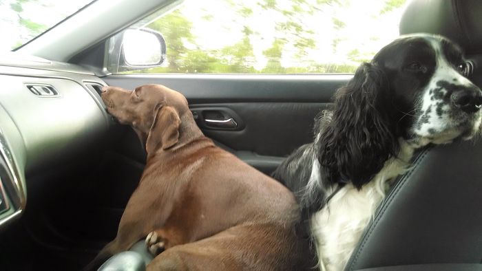 Funny-Dogs-Riding-Cars-Pics