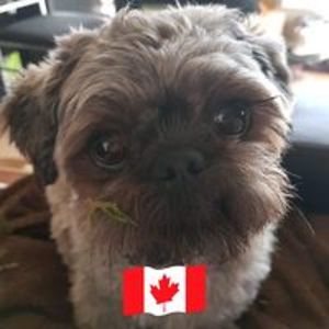 janellemorissette avatar