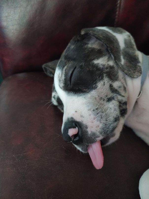 This Sweet Girl Is Centauri, My 9-Weeks-Old Great Dane. Its Been A Great First Week With This Dingus