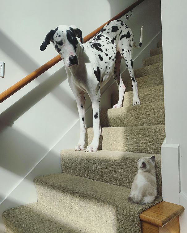 Biggest Scaredy Cat In The World