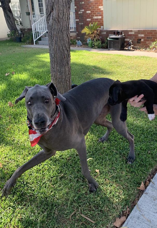 Boomie Bear Meeting His New Neighbor