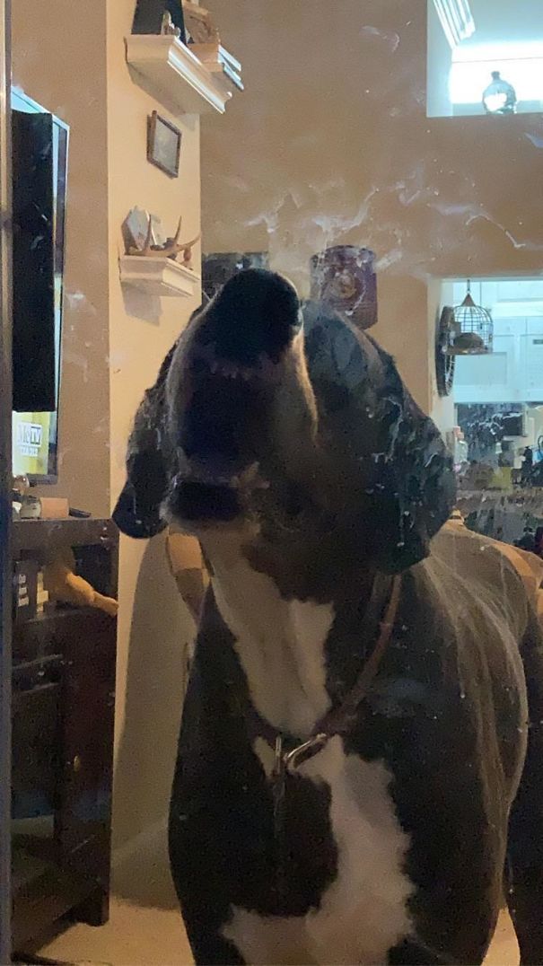 Because For Whatever Reason, Waylon Loves To Just Press His Face To The Door When We’re Outside. No Chewing Or Licking, Just This