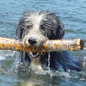 arjendelandgraaf avatar