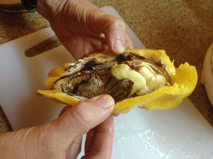 Mango Pit Began To Grow Into A Tree, While Still Inside The Mango (Full Branch Visible)