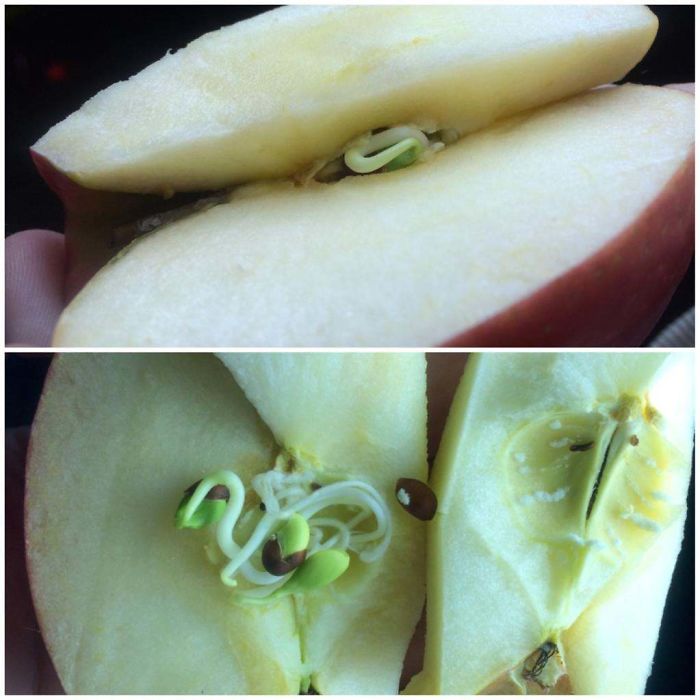 Noticed Something That Looked Like A Worm In My Apple. Upon Further Inspection, It Turned Out To Be The Seeds Inside Sprouting