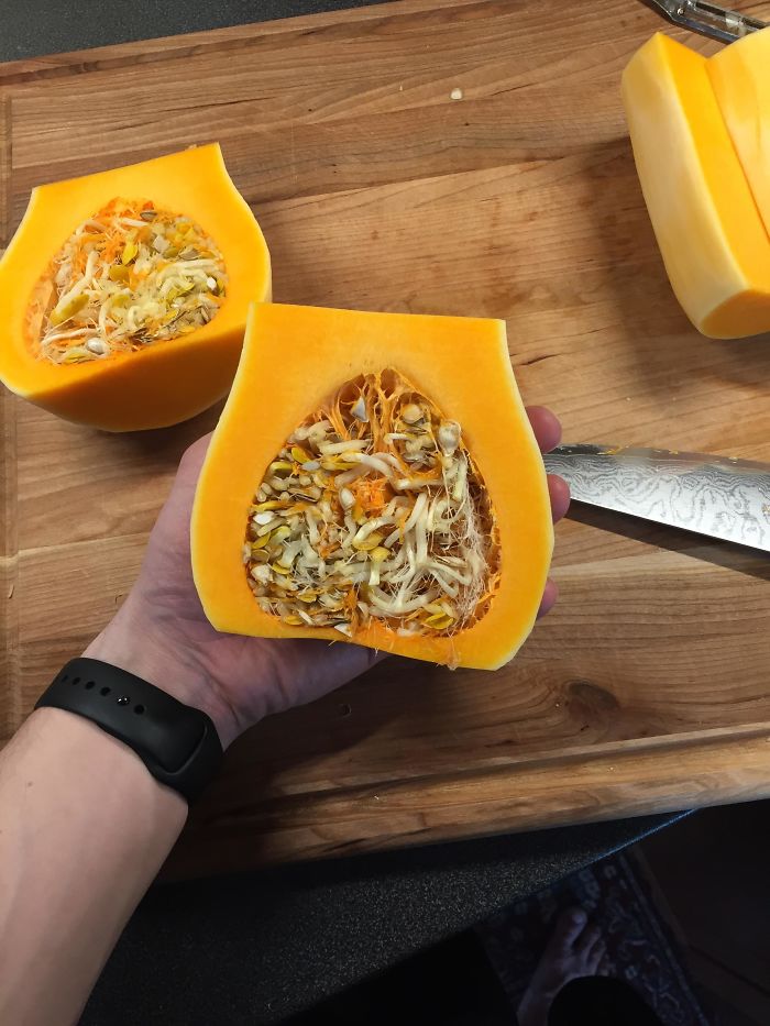 The Seeds In My Butternut Squash Were Sprouting On The Inside