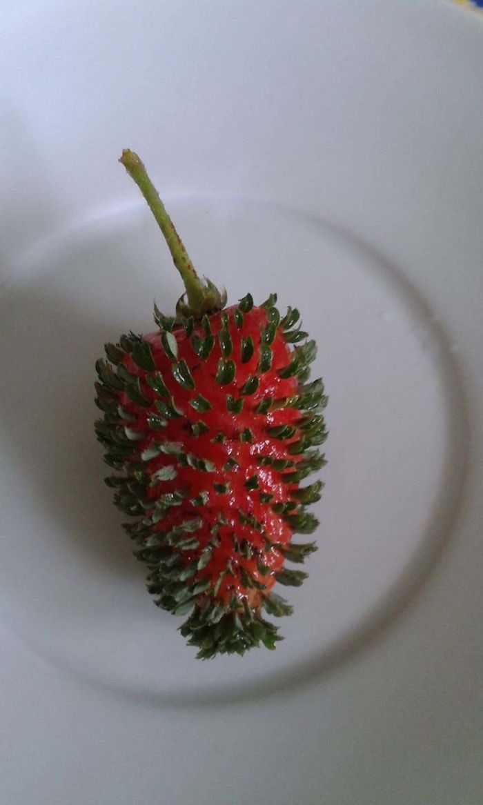 This Strawberries Seeds Have Started Sprouting