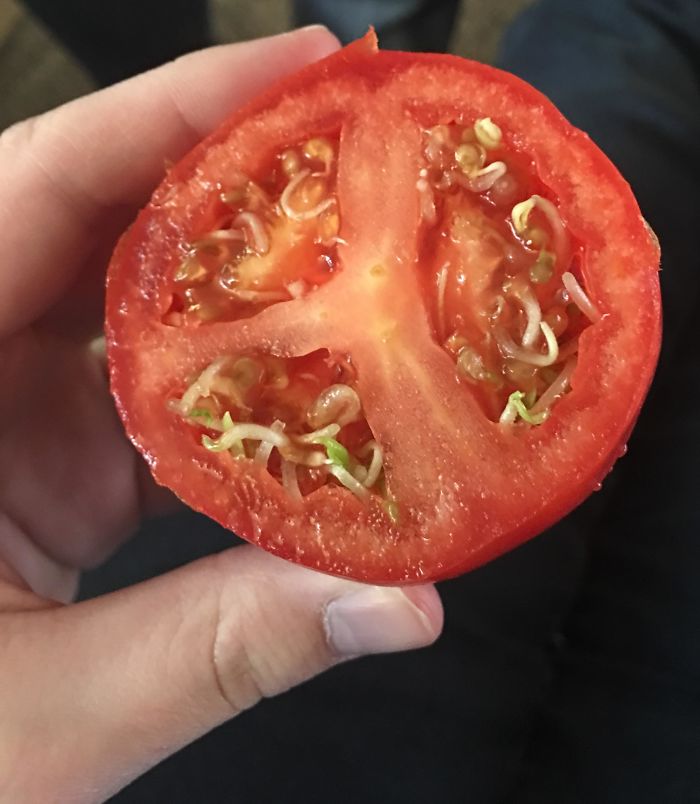 Tomato Sprouts Growing Inside The Tomato