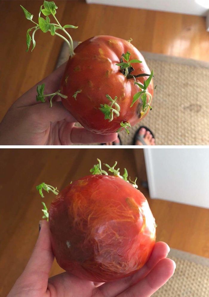 Thanks, I Hate Tomato On Steroids