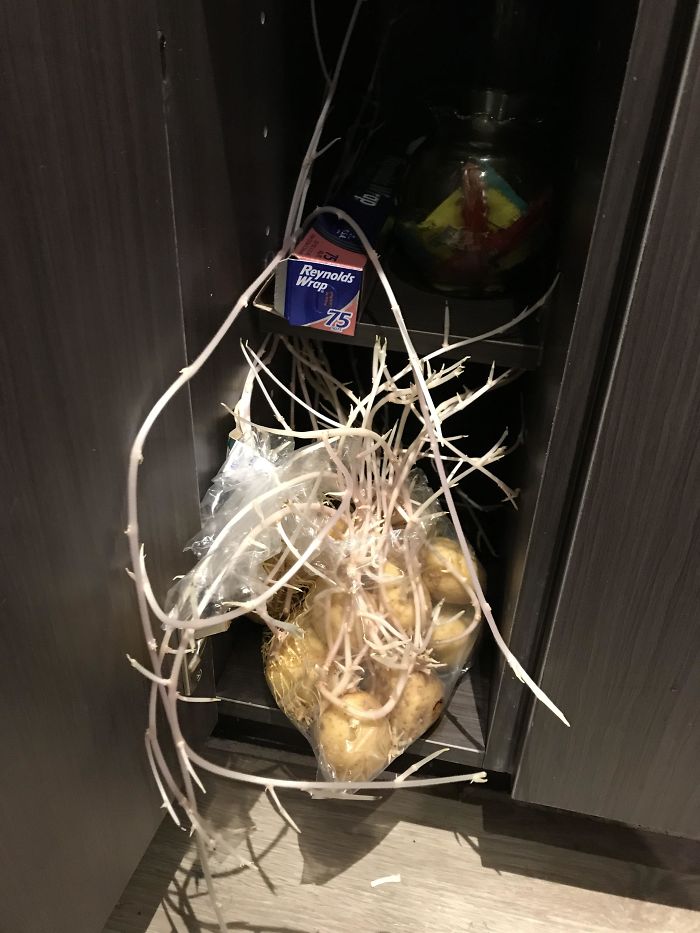 We Forgot About Our Bag Of Potatoes And They Sprouted... A Lot