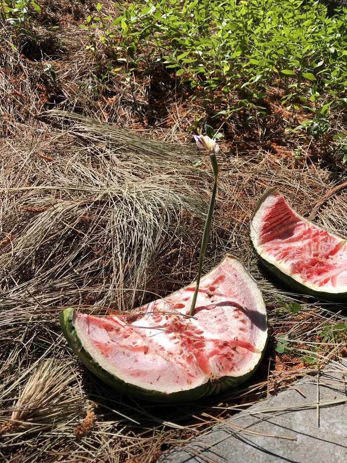 This Discarded Watermelon That Sprouted
