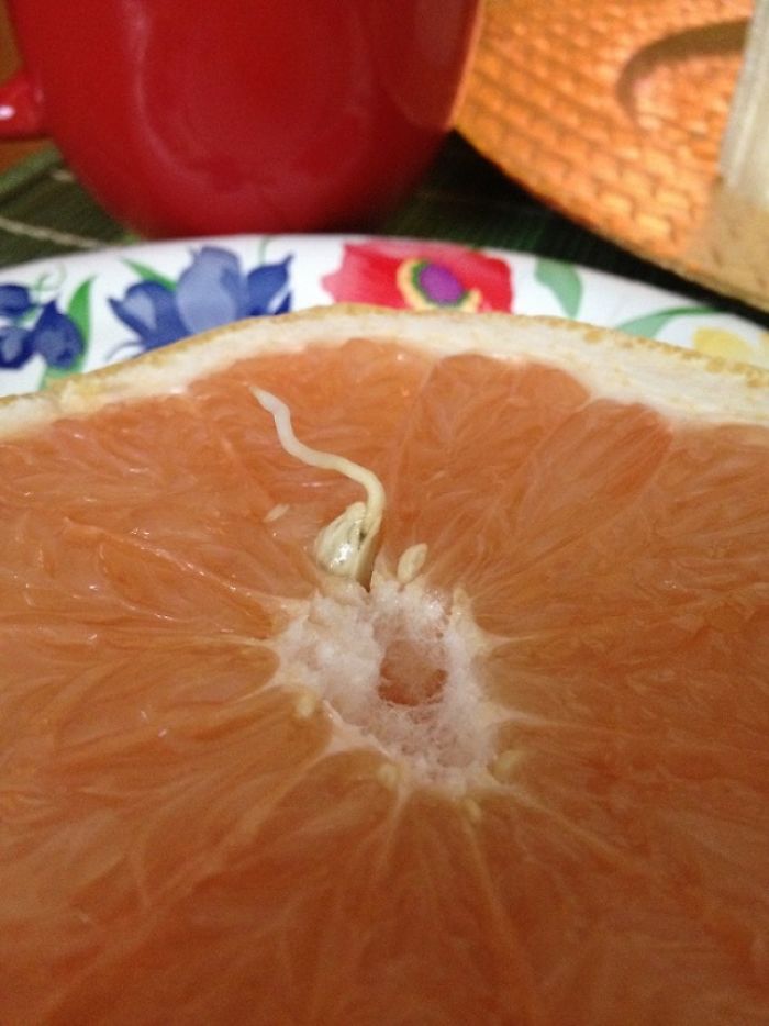 A Seed In My Grapefruit Sprouted