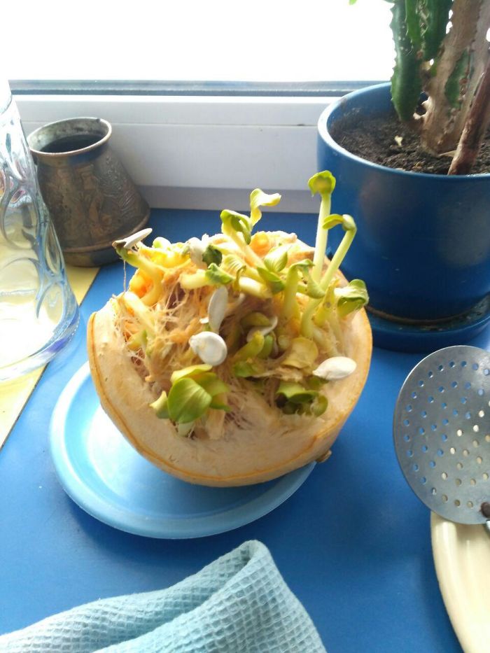 Рumpkin Seeds Started To Sprout From The Inside