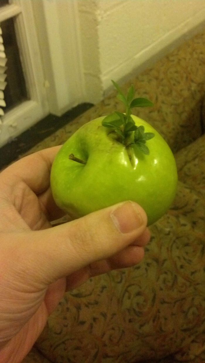 Friend Of Mine Found An Apple With An Apple Tree Growing Out Of It