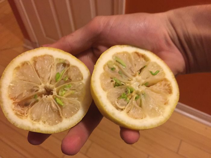I Picked Some Lemons Off My Tree And The Seeds Had Begun Sprouting Inside The Lemons