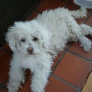 estherciprian avatar