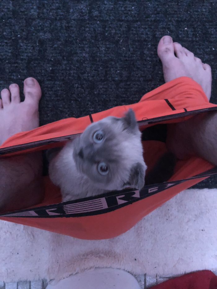 I Am A Dog Person. My Fiancé Is A Cat Person. Today I Became A Cat Person