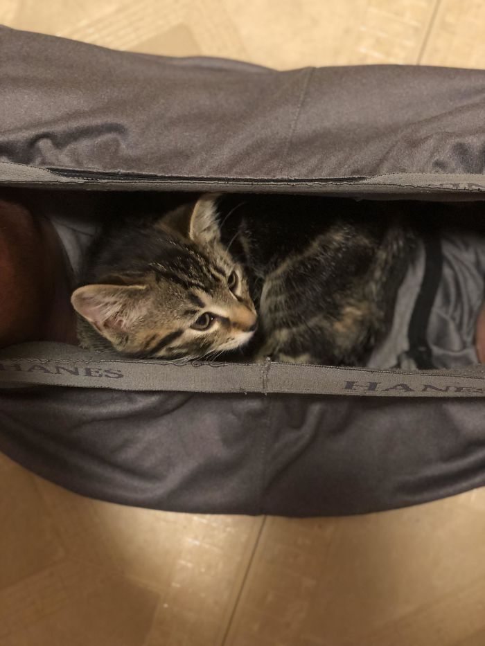 Kitty Just Can’t Leave Dad