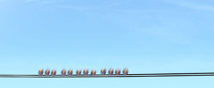 In Cars, You Can See (And Hear) Birds From Pixar's Short Film For The Birds