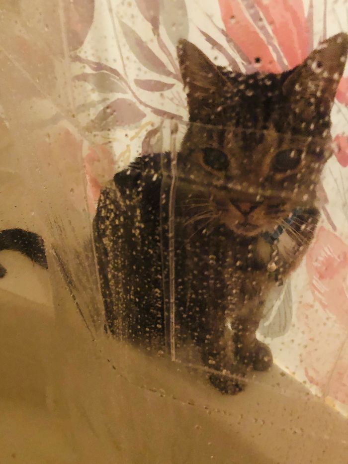 I Have To Say Goodbye To This Weirdo Today. He Didn’t Die Or Anything. I Was Just Cat-Sitting For 6 Weeks And He’s Going Home Today. I’m Gonna Miss All Of His Little Invasions Of Privacy