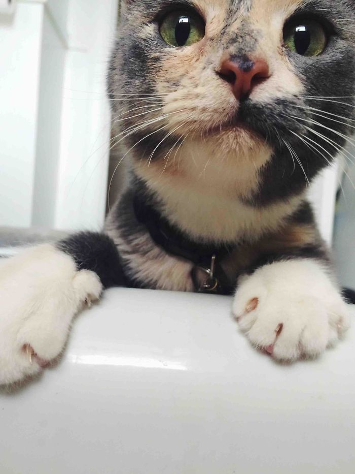 While I Take Baths, My Cat Stay Like This Until I Pet Her