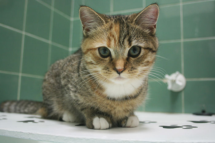 I Made A Bath Table For My Cat Cookie Who Is Facinated By Water