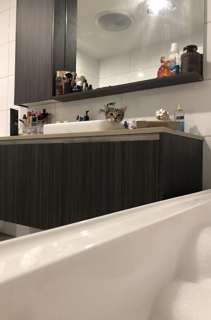 My Cat Discovered Baths For The First Time And Tried To Mimic What I Was Doing