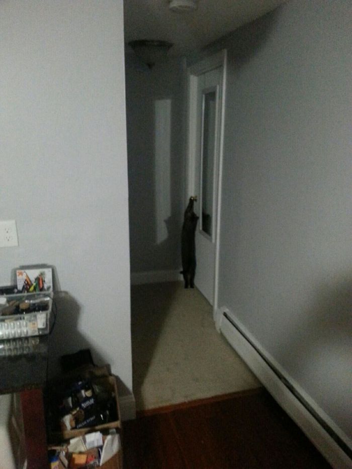 I Live Alone And The First Time My Cat Did This I Was Taking A Bath And Thought I Was About To Be Murdered