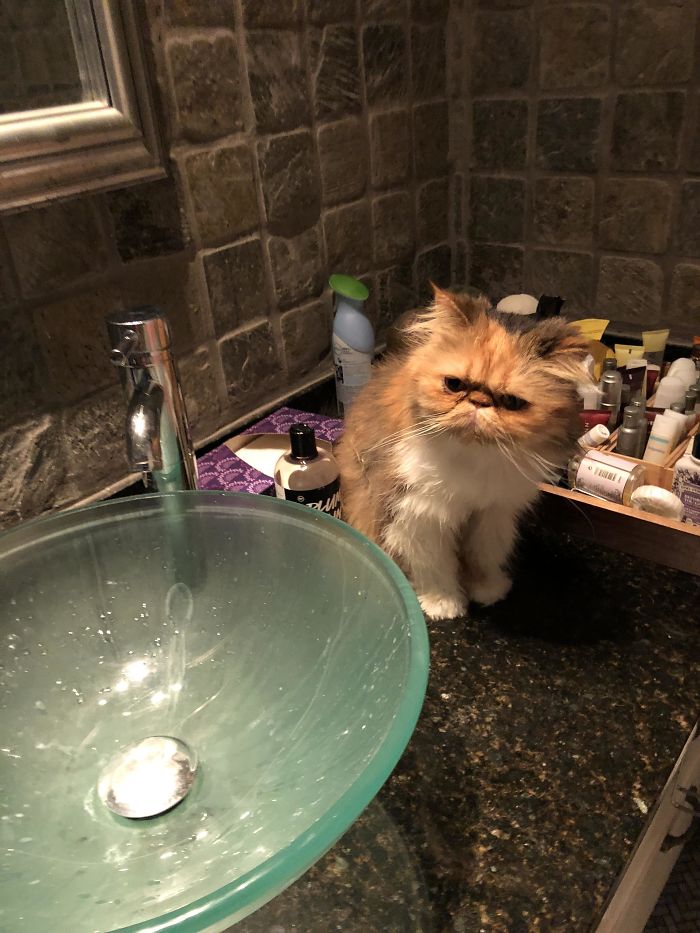 I Was Drunk In The French Quarter And A Kind Resident Let Me Use Their Bathroom. I Thought This Cat Was Fake Until It Turned Its Head To Watch Me Pee