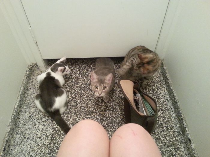 Bathroom Break At The Cat Cafe