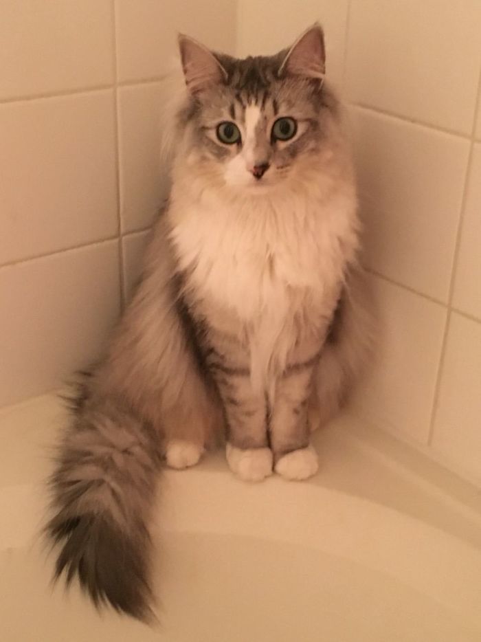 My Cat Likes To Pose For Me In My Shower