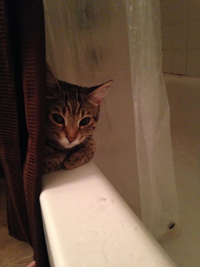 I Too Have A Shower Cat